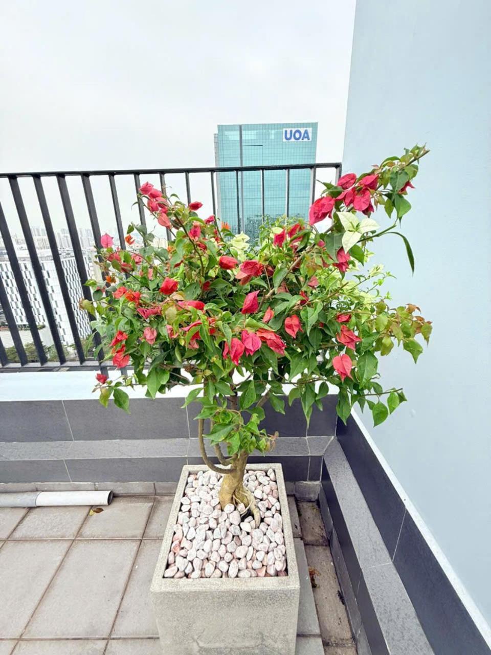 Luxury Penthouse Starhill * TP. Hồ Chí Minh