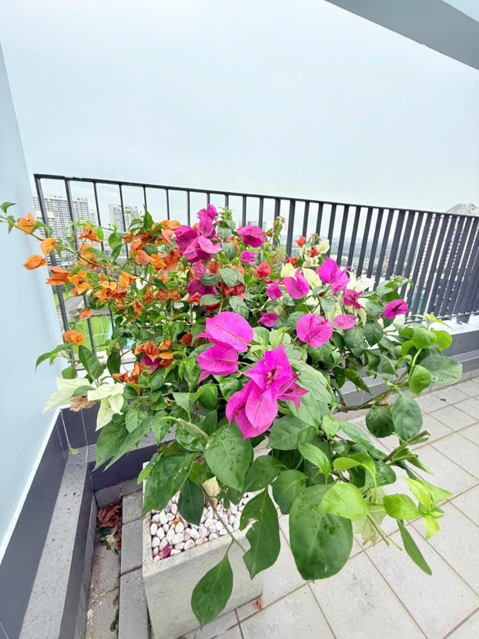 Luxury Penthouse Starhill